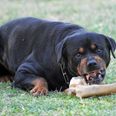 Arkivfoto. Hunden på billedet er ikke Scooby - og det er ikke gerningsmandens arm, den tygger i.