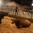 Hvem betaler for nye dyr, advokat og bøde, når Naturstyrelsen vanrøgter kreaturer – det gør skatteborgerne. Hvem betaler nye dyr, advokat og bøde, hvis landmanden vanrøgter kreaturer – det gør landmanden selv, skriver Karen Vind. Arkivfoto: