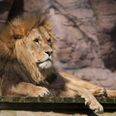 Løve i zoo