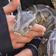 En tigerpython kan blive seks meter lang og kvæle mennesker.