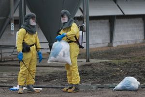 Der er igen fundet fugleinfluenza i en besætning i Danmark. 
