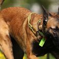 Det er en hund af denne race, som politiet efterlyser ejeren til. Arkivfoto: Ronny Hartmann/Ritzau Scanpix