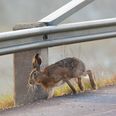 Det var formentlig en hare, som chaufføren så og forsøgte at undvige. Arkivfoto: Adobe Stock
