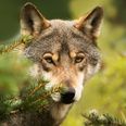 »Ulve kan udvise både interesse og i sjældne tilfælde aggressiv adfærd over for hunde,« siger kontorchef Jens Skovager Østergaard på Styrelsen for Grøn Arealomlægning og Vandmiljøs hjemmeside. Foto: AdobeStock
