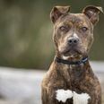 Et tip førte politiet til 12 hunde, der formodes at være ulovlige, i Brabrand.