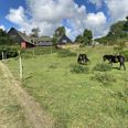 »Der foreligger ikke politiske beslutninger eller krav i lovgivningen i forhold til rewilding,« svarer Syddjurs Kommune på en forespørgsel fra Din Avis Syddjurs om kommunen er involveret i rewildingprojekter. Foto: Lars Norman Thomsen
