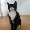 Denne meget kælne kat søger sin ejer - eller et nyt, kærligt hjem. (Privatfoto).