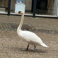 Svane i Østergade i Hammel. Foto: Wüpp