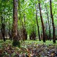 Der bliver langt bedre betingelser for at skabe rent drikkevand, når der skal rejses tre nye skove fordelt over i alt 640 hektar i Favrskov Kommune. Foto: Naturstyrelsen