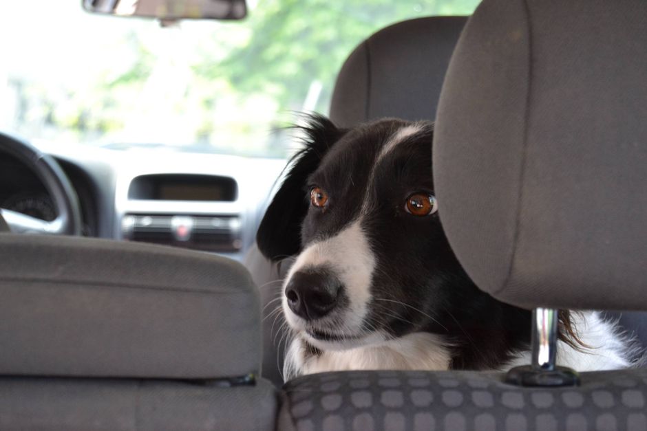 Når temperaturen stiger om sommeren, fraråder Dyrenes Beskyttelse at hunde efterlades i biler, også selv om det kun drejer sig om kort tid.  