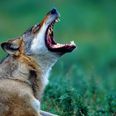 Ulvepar på vildtkamera i Kirial? Ulveovervågningen mangler dokumentation, fortæller Peter Sunde, professor ved Institut for Ecoscience på Aarhus Universitet, der nøje følger den danske ulvebestand. Arkivfoto