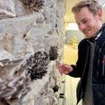 28-årige Christian Pfeiffers store mål er at være med til at ændre på den danske madkultur ved at erstatte kødet med blandt andet svampe. Svampekompagniet kører nu på sit tredje år, og hver dag kan iværksætteren og hans partnere høste friske økologiske svampe fra de mange blokke med havreklid og savsmuld. Foto: Simon Carlson