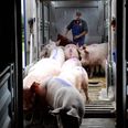 For at redde det danske slagterierhverv skal Danmark tage et opgør med EU's regler for dyretransport, og især Venstre og Danmarksdemokraterne mangler i den forbindelse at lade deres stemmer blive hørt, mener Anders Vistisen. Arkivfoto: Carsten Andreasen