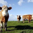 En glad ko på græs. Brørup Kjærsgaard åbner nu gårdbutik, hvor de sælger naturplejerkød. Det er kød fra kvæg, der har fået lov at afgræsse engarealer ned til Gudenåen.
