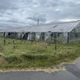De store drivhuse på Højvangsvej ved Skjoldelev er for længst forladte, tilgroede og ødelagte. Foto: jr