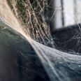 Der blev fundet flere ting, der - ifølge Fødevarestyrelsen -ikke burde være i køkkenet. Arkivfoto.