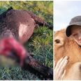 Pernille Høy Nielsen driver sammen med sin mand et større hobbylandbrug med både køer, grise, får og høns. De har før haft en ræv i hønsegården, men aldrig oplevet større rovdyrangreb som det, der skete natten til tirsdag. Privatfoto