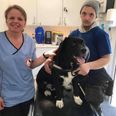 Dyrlæge Pia Nielsen med Nicky og hans ét og alt, labradorblandingen King, som allerede har fået hjælp af Frynseklinikken. Foto: Dyreværnet