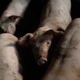 Lugt, gylle og støj vil blive væsentligt værre for naboer og by. hvis Hyllested landmand får lov til at udvide sin svineproduktion, mener Kirsten Birkedal. Arkivfoto