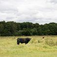 Naturstyrelsen har flyttet 19 stude fra Mols Bjerge til Fussing', hvor de skal bidrage til at skabe nye levesteder.. Foto: Kim Frost
