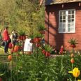 Første maj inviterer Gammel Estrup på en tur i fodsporene på herregårdens arbejdere. Turen går blandt andet med hestevogn til det lille skovarbejderhus Mikkelsdal. Foto: Gammel Estrup Danmarks Herregårdsmuseum