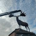 Den irske kæmpehjort bliver løftet på plads ved rådhuset i Hammel. Privatfoto