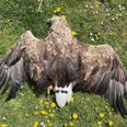 I begyndelsen af maj blev en lollandsk landman mødt af dette syn på sin ejendom - en død havørn. Foto: Dansk Ornitologisk Forening.