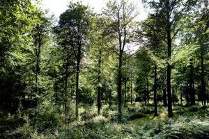 Udvidelsen af kommunens naturområder skal forbedre planter og dyrearters levevilkår. Projektet er et af de største i Aarhus Kommune.