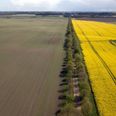 Linen betyder ”den lige vej” og er med sine 12,5 kilometer den længste, næsten snorlige skovvej i Danmark. Foto: Michael Wulff