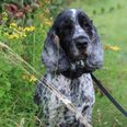 En ny undersøgelse fra Agria Dyreforsikring viser, at fire ud af ti hundeejere overvejer at tage hunden med på sommerferie. Det er en beslutning, der kræver forberedelse. Foto: Agria Dyreforsikring.