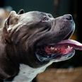 Politiet beslaglagde tre hunde, der senere viste sig at være af den lovlige race american bully. Det er ikke en af de tre omtalte hunde, der er på billedet, men det er samme race. Foto: Piroschka Van De Wouw/Reuters/Ritzau Scanpix