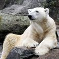 Skandinavisk Dyrepark tager hul på en ny sæson Skærtrorsdag. Arkivfoto