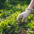 Den bedste løsning for miljøet og din pengepung er at bekæmpe ukrudt manuelt uden brug af pesticider eller hjemmelavede opløsninger.