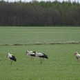 Det er relativt sjældent, vi får lov blot at se én, så hele fire storke på samme sted er da et særligt syn. Foto: Ole Grosser