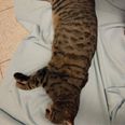 Nu er den mistænkte katte-mishandler anholdt. Fotocollage: Dyrenes Beskyttelse Aarhus