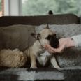 Fransk bulldog. Foto: Rikke Kjær Poulsen/Ritzau Scanpix