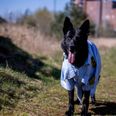 To blev bidt af politihunde til semifinalekampen mellem AGF og FC Nordsjælland. Arkivfoto: René Schütze