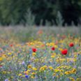 Skanderborg Kommune låner grønne fingre ud til bolig- og borgerforeninger med formålet om at skabe mere biodiversitet på fællesarealer. Pressefoto