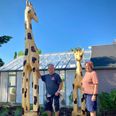 Mor-giraffen holder øje med sønnen, der er lige ved at stikke af. Og henne i hjørnet af haven holder far-giraffen øje med dem begge to. Foto: Katrine Friis.