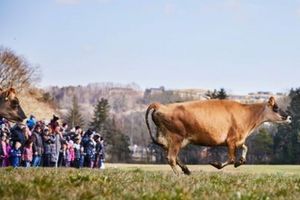 47 gårde åbner gårdspladsen for danskerne og stalddøren for køerne, når der er Økodag 16. april.