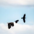 Foto: Adobe Stock
