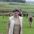 Beate Regnery er uddannet i "Animal Assisted Therapy with Llamas and Alpacas". Hun tilbyder terapi, men på gården kan man også besøge lamaerne og gå tur med dem eller købe garn spundet af deres uld. Foto: Stine Østergaard