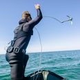 To ny marine nationalparker er på vej i Danmark, og farvandet ud for Syddjurs er i spil til at huse en af dem. Foto: Anders Holst Pedersen