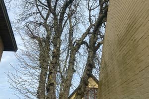I Kolind Midtby står et hestekastanjetræ og fortæller historien om Uglen og det forsvundne F.