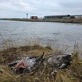 I alt har der været ti tilfælde af fugleinfluenza i Randers Kommune i 2025. Foto: Kenneth Stoll-Demant