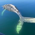 Hvalen er cirka 10 meter lang. Foto: Nordfalcken