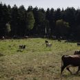 Venstre er et bredt folkeparti. Vi kommer fra Tranum, Fyn, Vestjylland og Nordsjælland – og vi står sammen om at sikre, at naturpolitikken både har dyrevelfærd og lokal legitimitet med sig, skriver de fire Venstrefolk i indlægget. Arkivfoto: Cecilie Rolvung