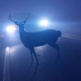 En 23-årig mand fra Skanderborg fik sig en slem forskrækkelse, da han mandag nat kørt ad Randersvej nær Stilling. Modelfoto: Adobe Stock.