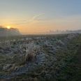 Solnedgangen på Højvangsvej ved Skjoldelev bliver ikke længere skæmmet af endeløse rækker af forfaldne drivhuse. Bygherren af solcelleanlæg nåede at rive drivhusene ned, inden man droppede energiprojektet. Foto: csj