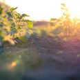 Foto: Adobe Stock